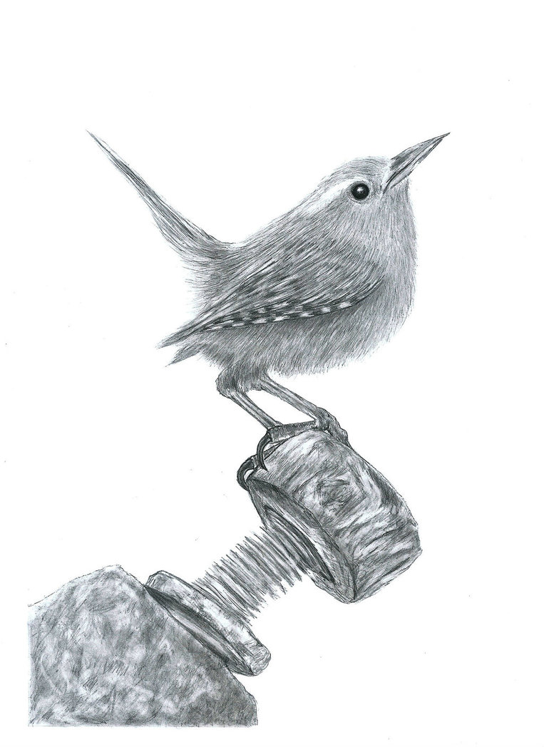 763x1048 wren drawing, pencil, sketch, colorful, realistic art images - Wren Drawing