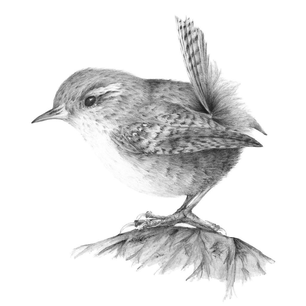 1024x1024 wren drawing sketch drawing skill - Wren Drawing