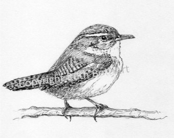 Wren Drawing at PaintingValley.com | Explore collection of Wren Drawing