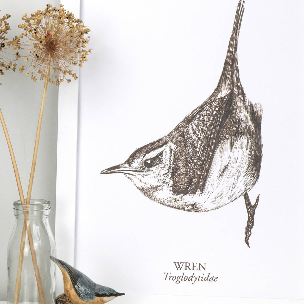 1024x1024 sepia wren bird drawing fine art print - Wren Drawing