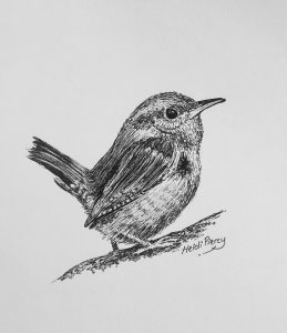 Wren Drawing at PaintingValley.com | Explore collection of Wren Drawing