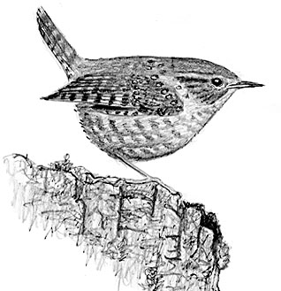 318x329 bird watcher's general store - Wren Drawing