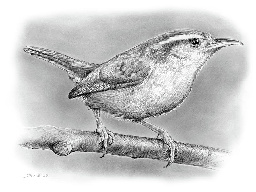 900x675 carolina wren drawing - Wren Drawing