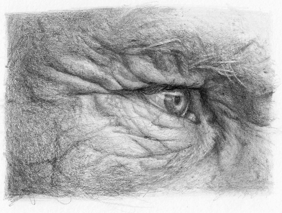 900x679 Eye With Wrinkles Study Drawing - Wrinkles Drawing