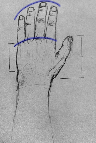 336x500 learn to draw hands - Wrist Drawing
