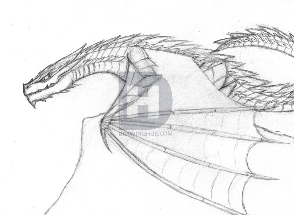 983x720 How To Draw A Wyvern, Step - Wyvern Drawing
