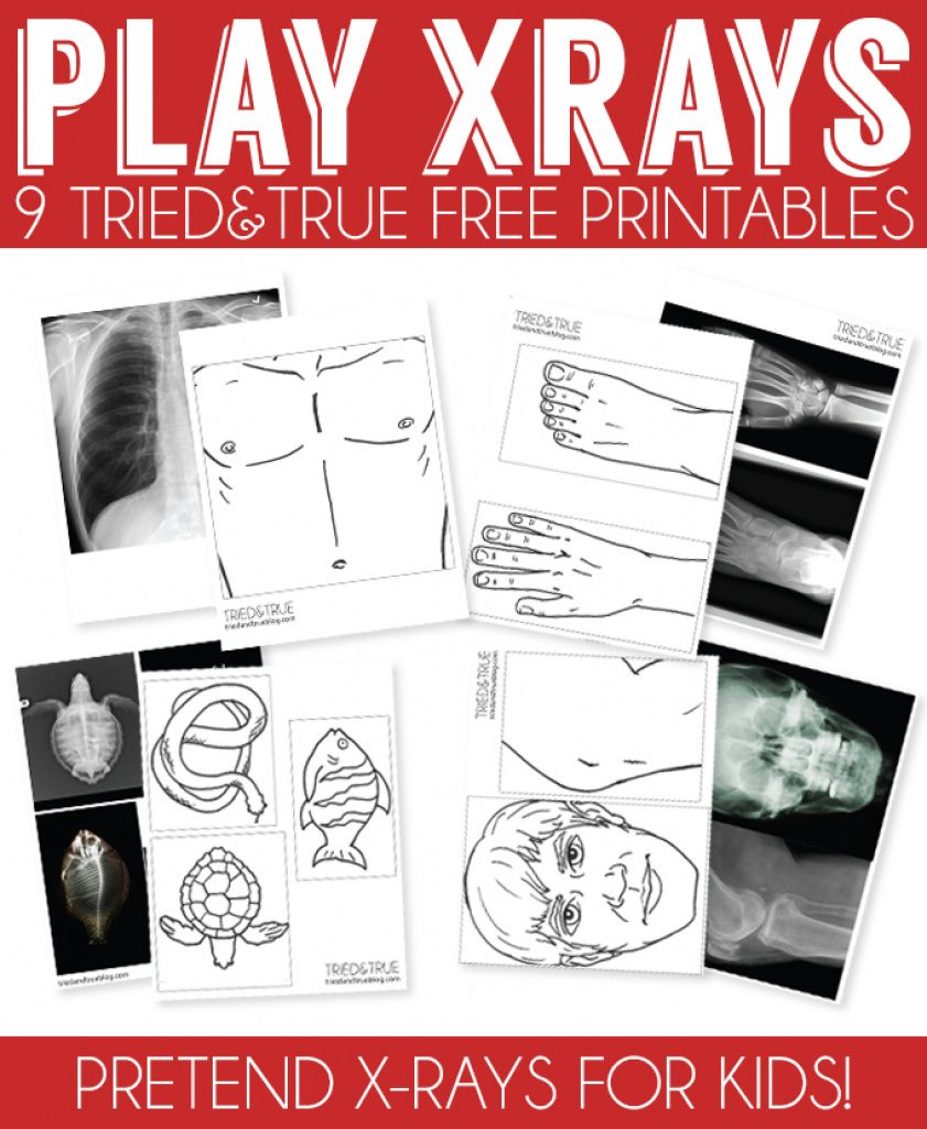 841x1024 Free Printable Animal X Rays Free Printable - X Ray Drawing Kindergarten