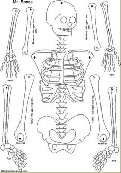 X Ray Drawing Kindergarten At PaintingValley.com | Explore Collection ...