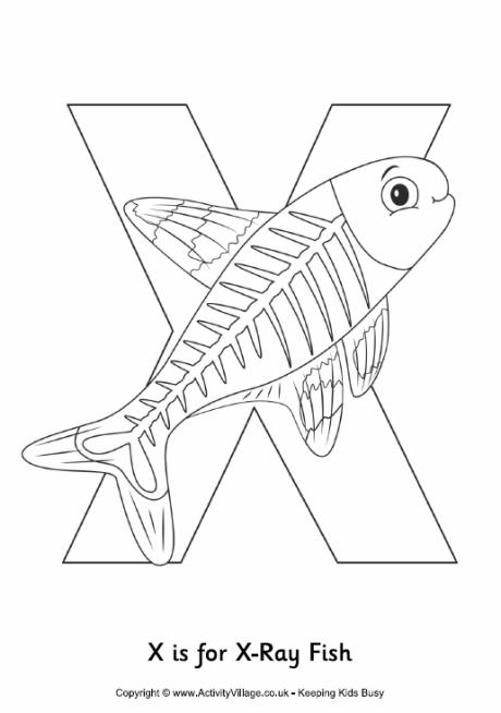 460x654 Letter X Colouring Pages - X Ray Fish Drawing