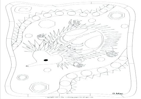 476x333 x ray fish coloring - X Ray Fish Drawing