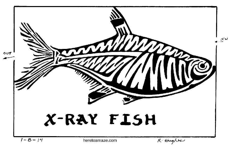 927x583 x ray fish here to amaze! - X Ray Fish Drawing