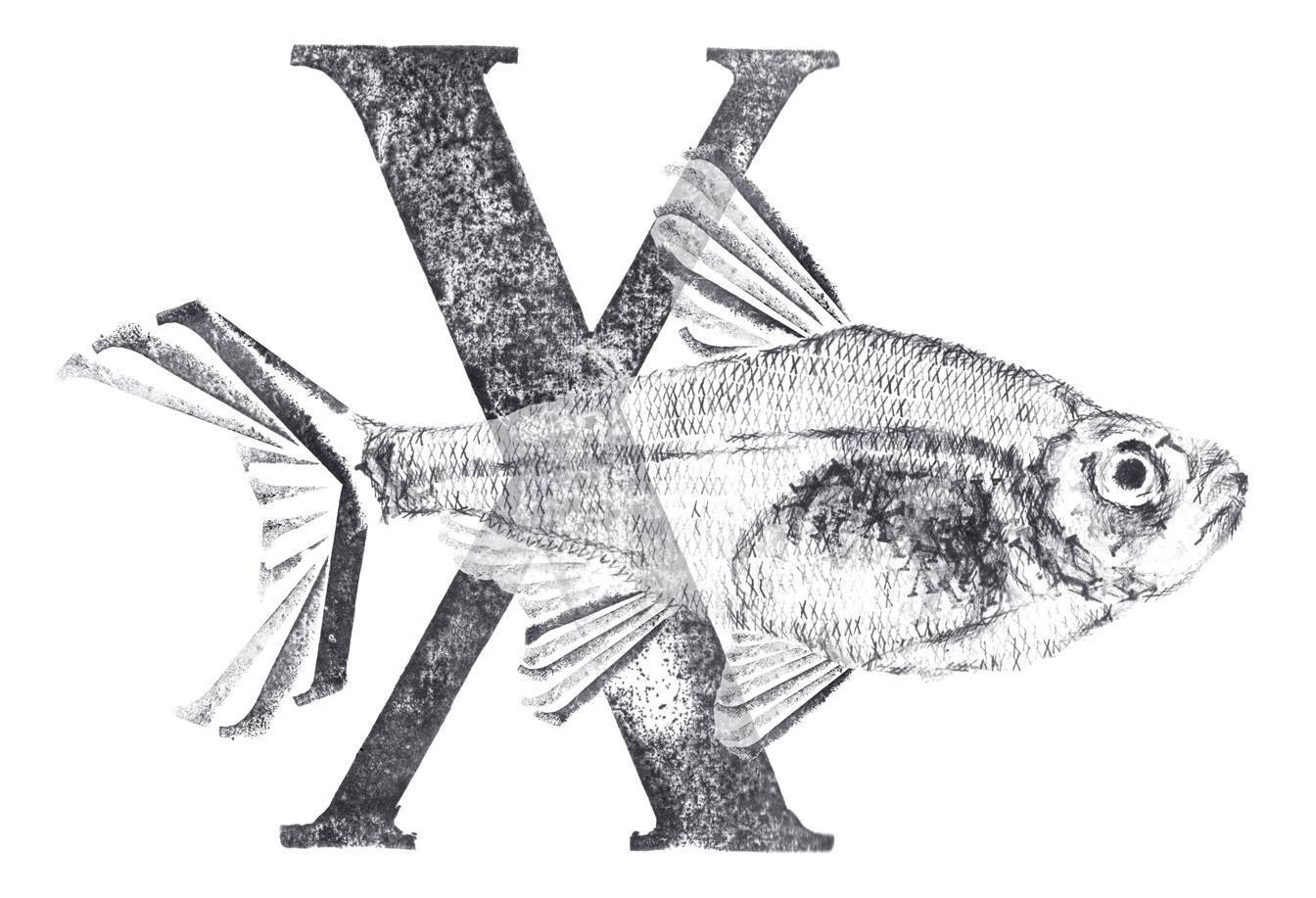 Рыбы 10 класс. X-ray рыба. Рыба x. Letter x Craft x-ray Fish. Дейзи рыба.