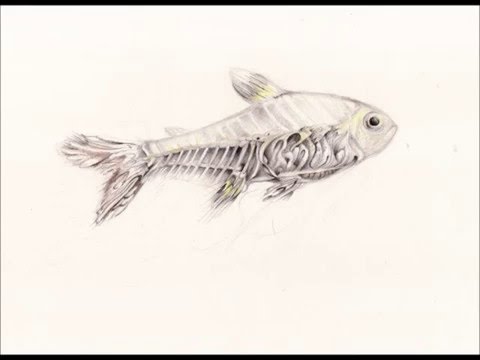 480x360 x ray fish - X Ray Fish Drawing