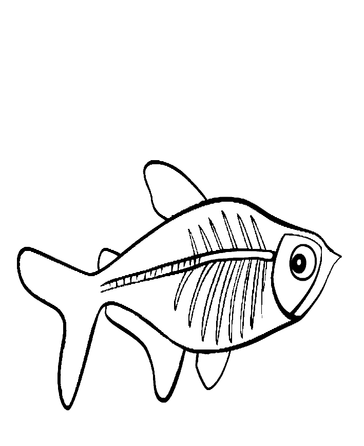 709x869 x ray fish art - X Ray Fish Drawing