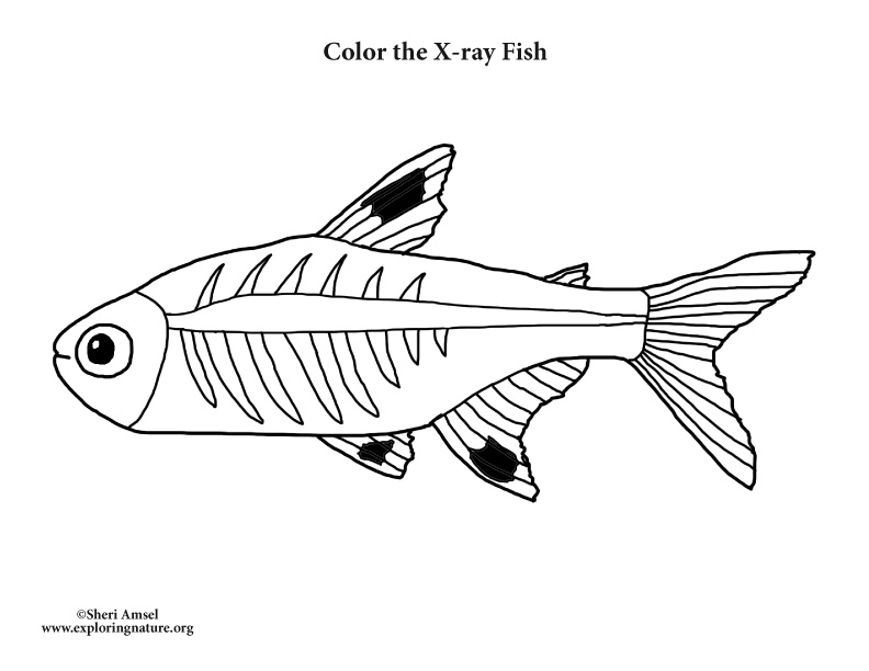 792x612 x ray fish coloring nature - X Ray Fish Drawing