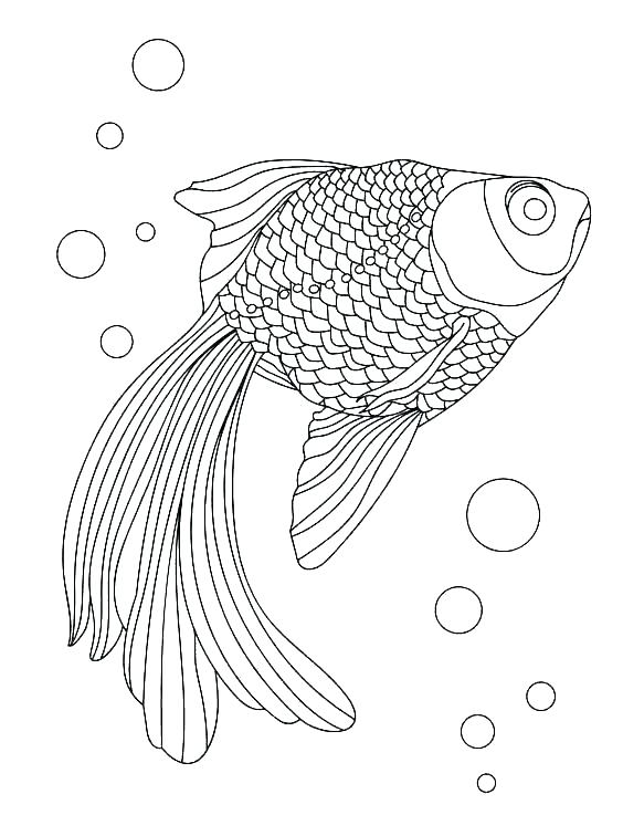 564x756 x ray coloring - X Ray Fish Drawing