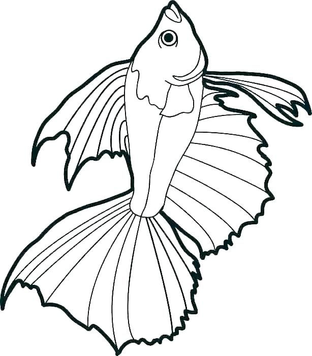 614x700 Coloring - X Ray Fish Drawing