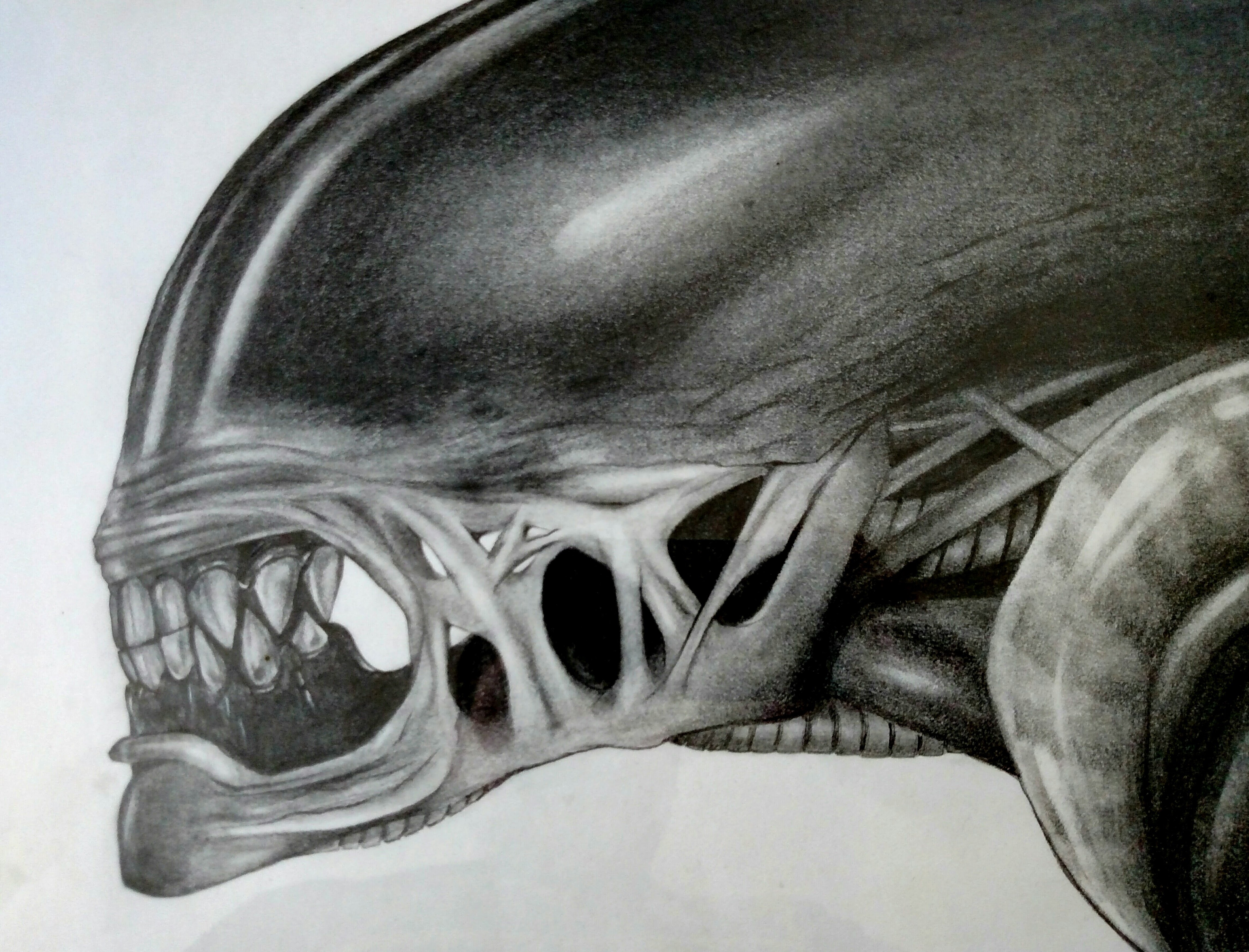 4581x3492 My Girlfriend's Xenomorph Drawing - Xenomorph Drawing