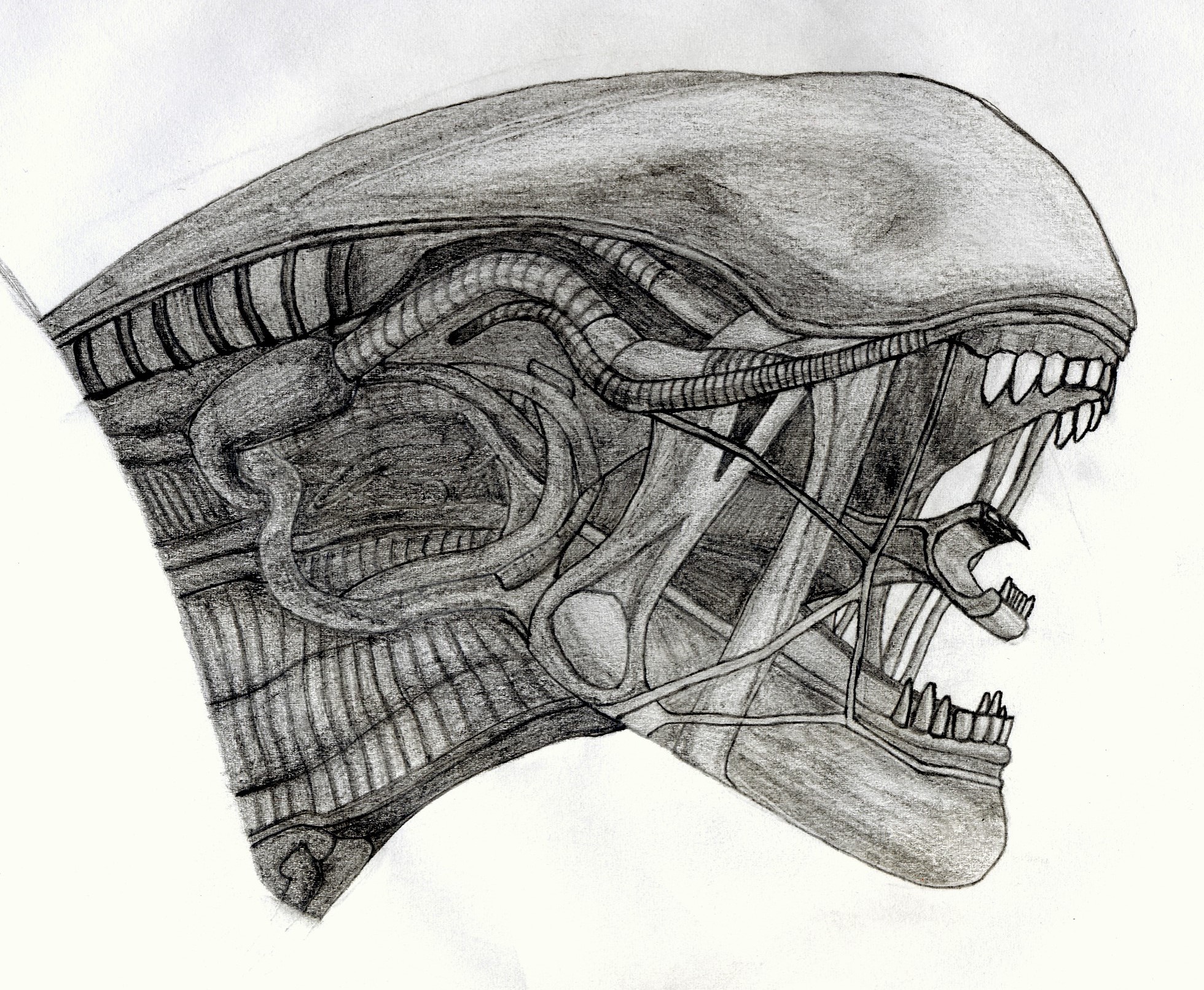 Xenomorph Drawing at Explore collection of