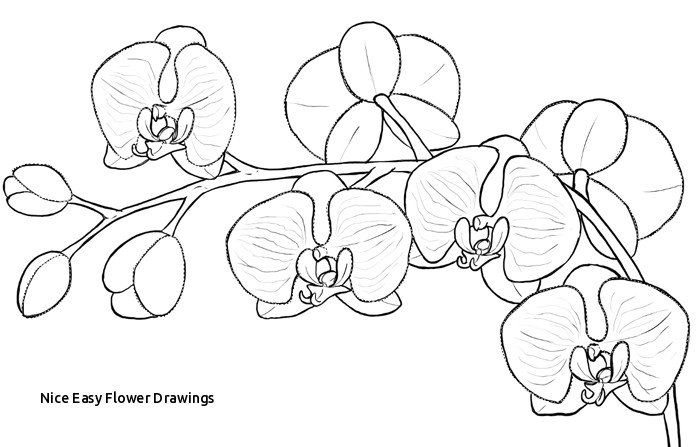 700x447 Nice Easy Flower Drawings Cute Drawing Tumblr - Y Drawing