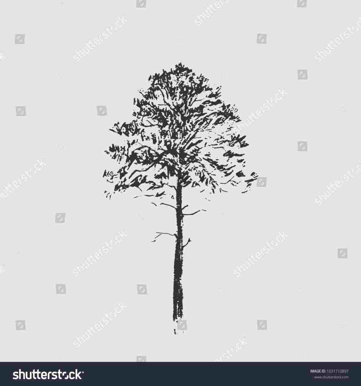 1185x1264 results tree pine tree pencil drawing pencil drawing yahoo image - Yahoo Drawing