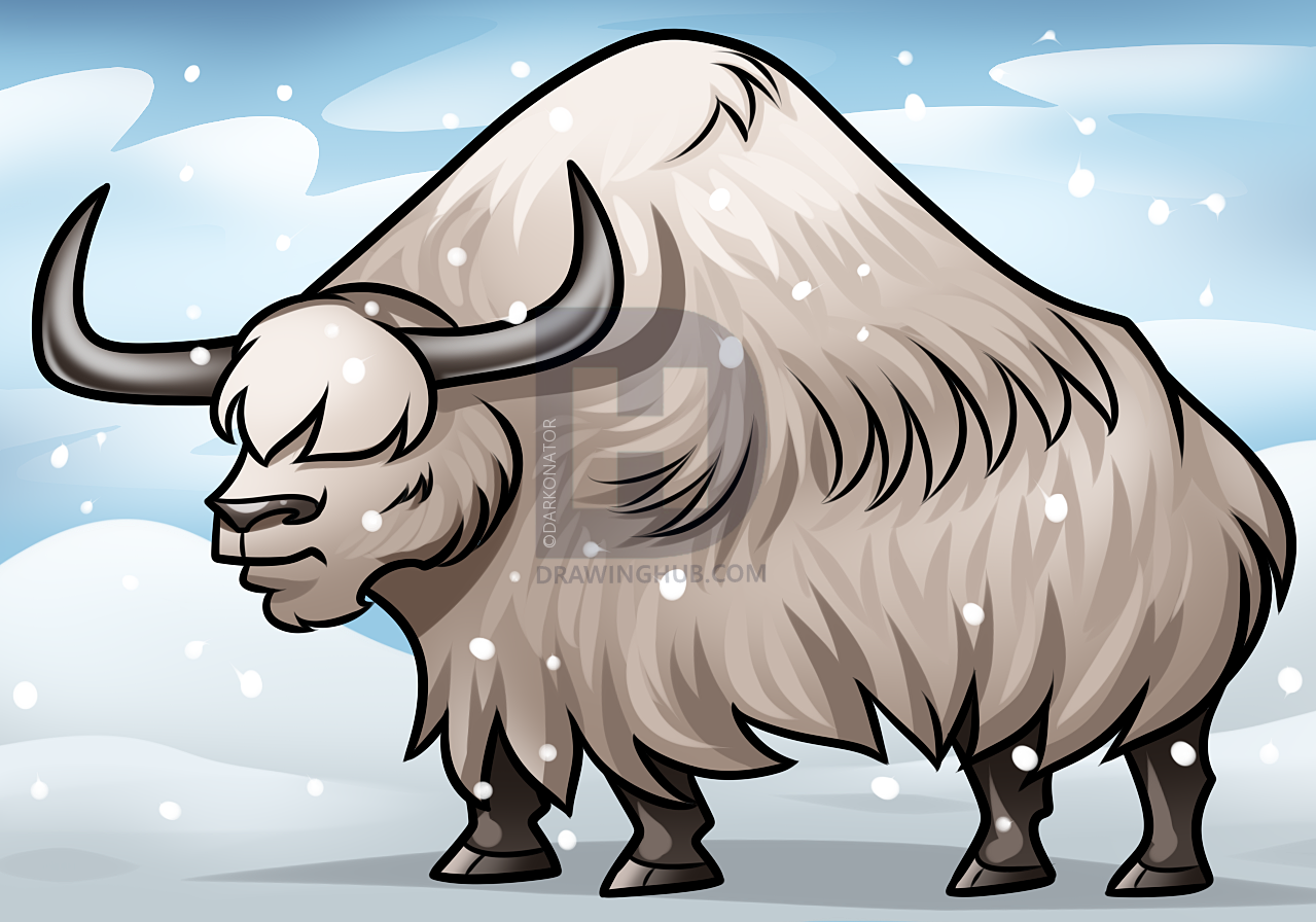 1279x896 Drawing A Yak Step - Yak Drawing