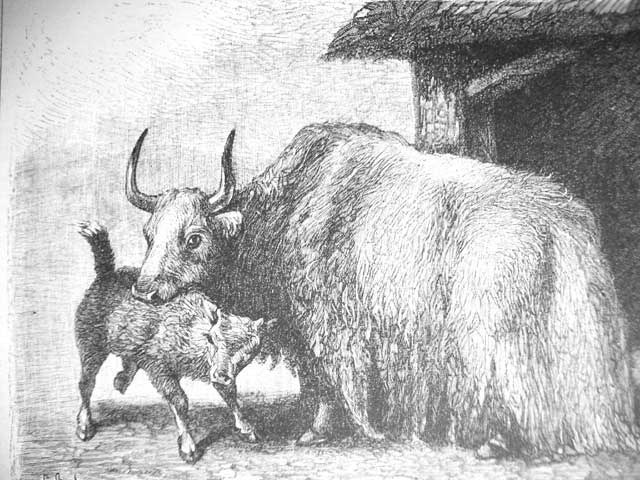 640x480 Fileyak Drawing Historic - Yak Drawing