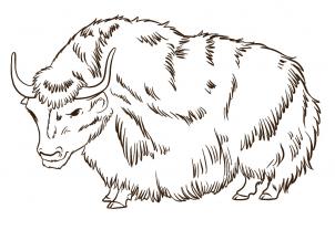 302x208 How To Draw A Yak, Step - Yak Drawing