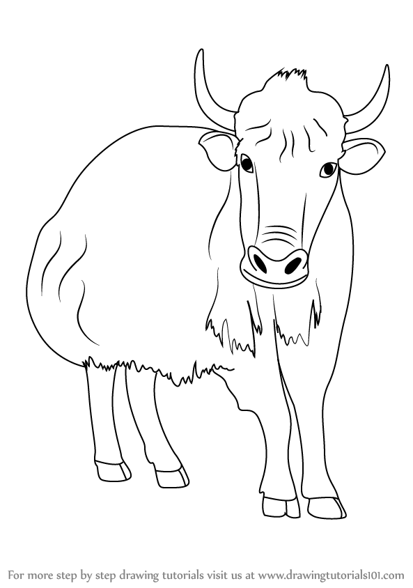 593x844 Learn How To Draw A Yak - Yak Drawing