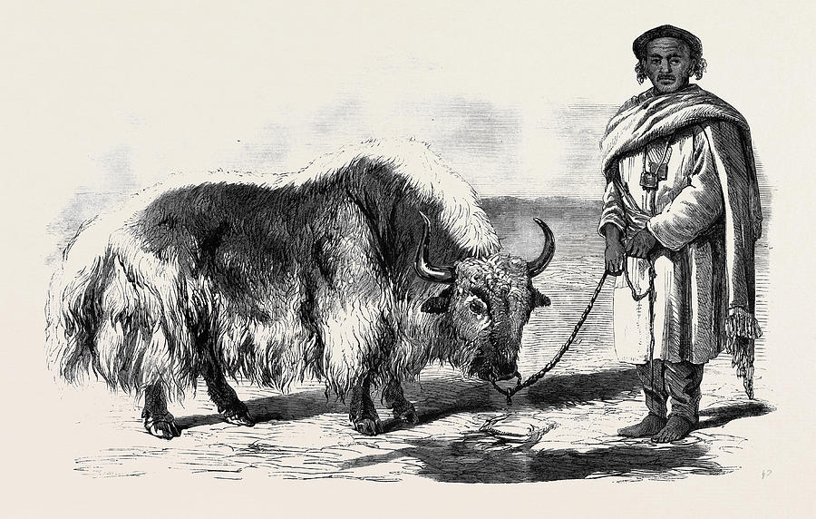 900x572 The Yak Or Thibet Ox From A Drawing - Yak Drawing