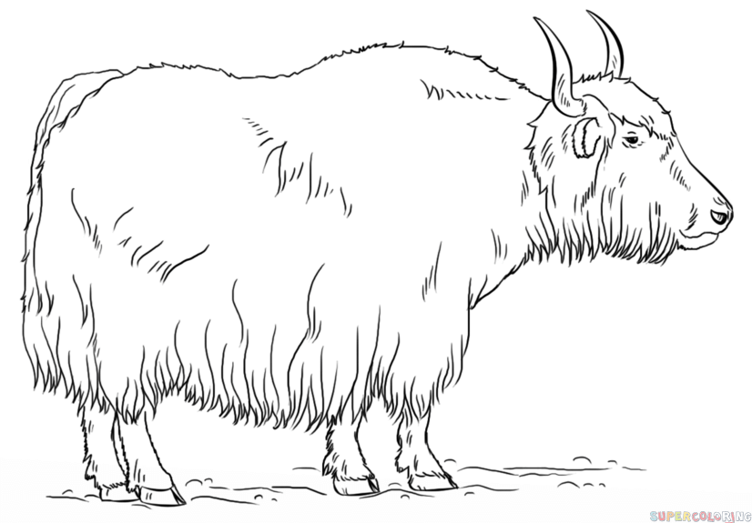 826x575 Yak Png Black And White Transparent Yak Black And White Images - Yak Drawing