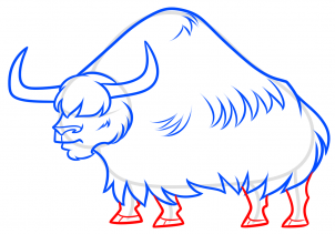 302x211 Drawing A Yak Step - Yak Drawing