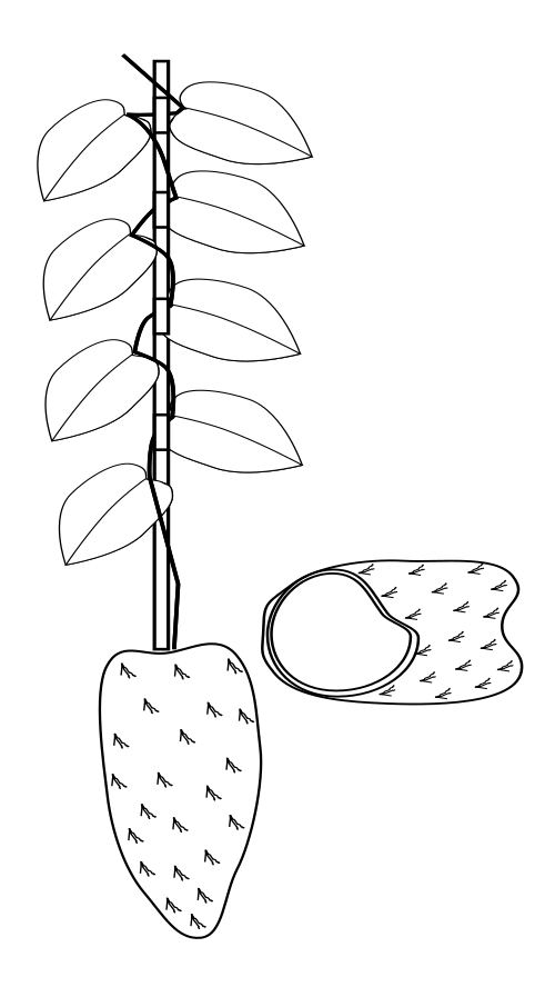 500x897 Yam In Lineart - Yam Drawing