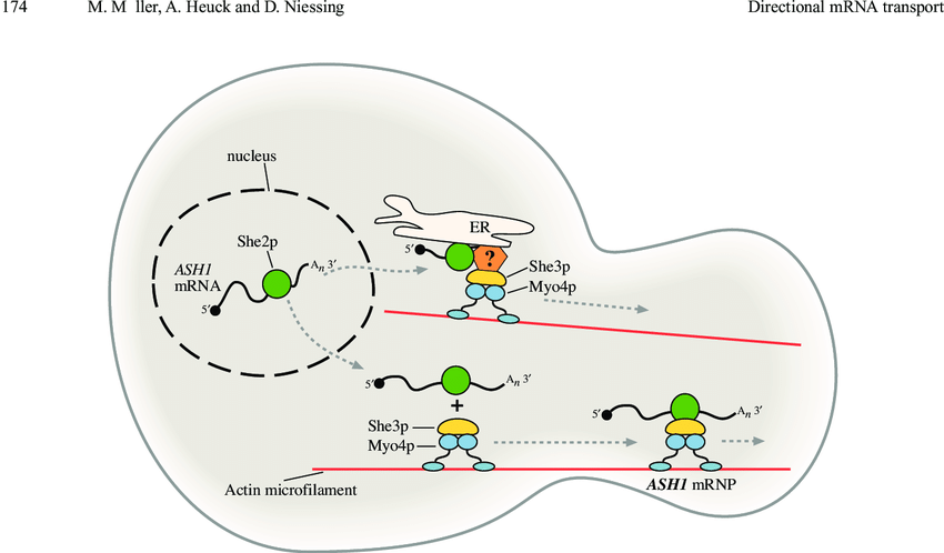 850x498 schematic drawing of dependent transport in budding yeast - Yeast Drawing