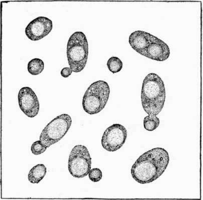 405x400 yeast - Yeast Drawing