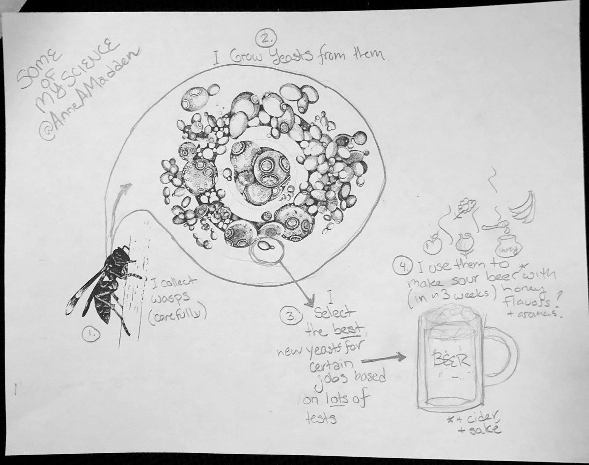 1199x947 waspbeer hashtag on twitter - Yeast Drawing