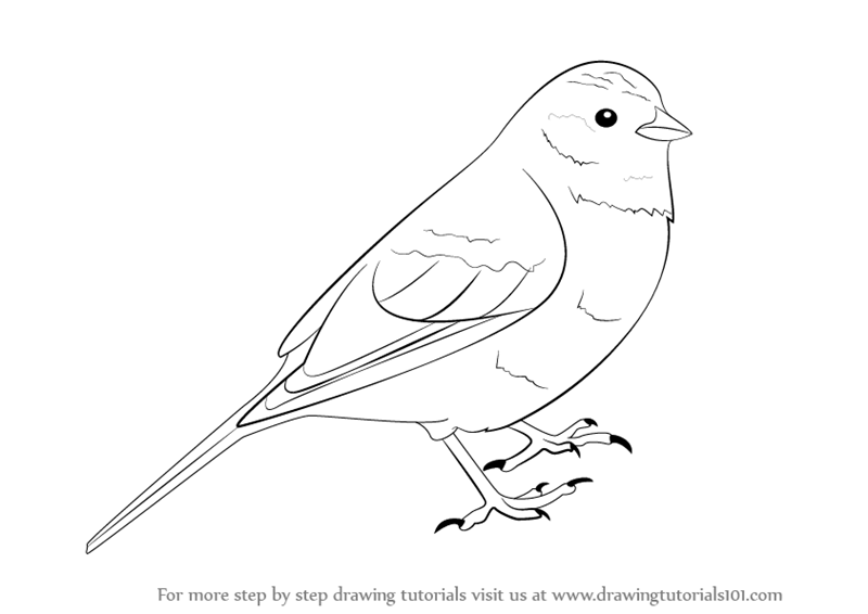 800x566 Learn How To Draw A Yellowhammer - Yellow Bird Drawing