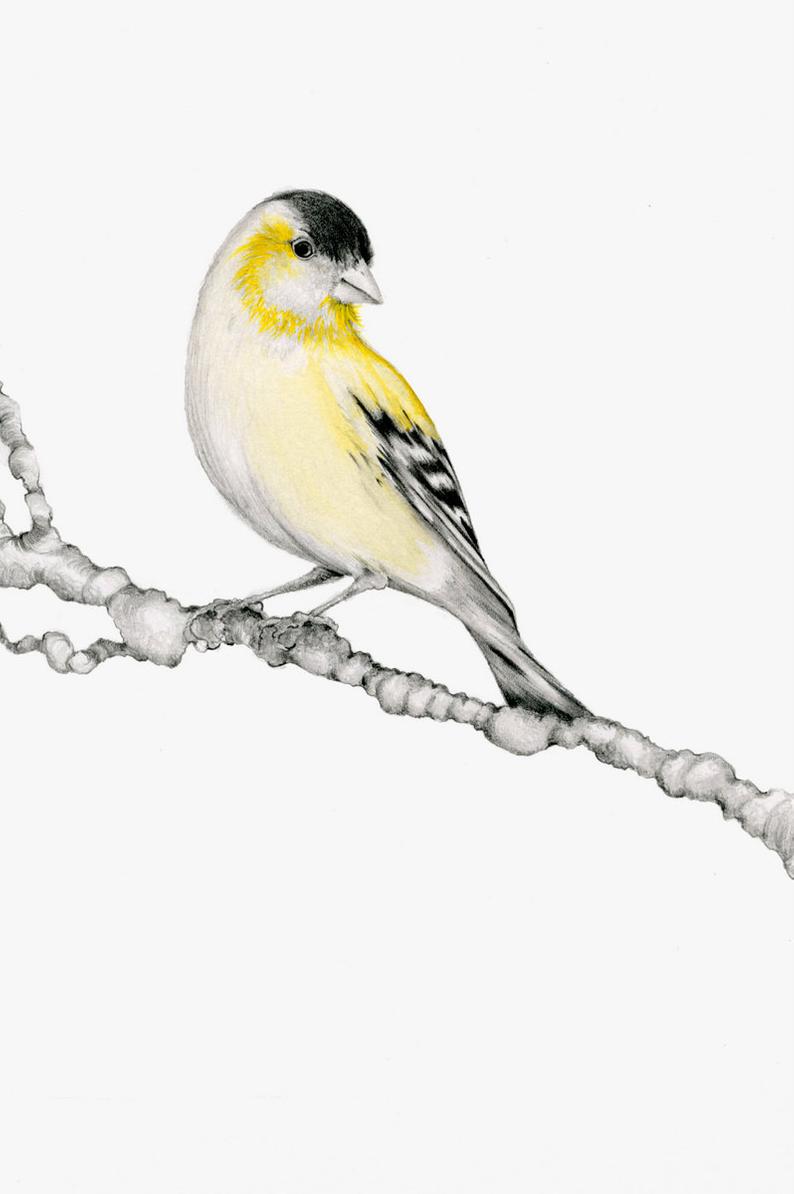 794x1194 bird drawing yellow art print wanderlust fine art print of my etsy - Yellow Bird Drawing