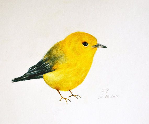 570x475 bird drawings in color yellow bird - Yellow Bird Drawing