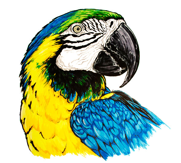 600x542 blue and yellow macaw parrot animal drawing art mdubillustrations - Yellow Bird Drawing