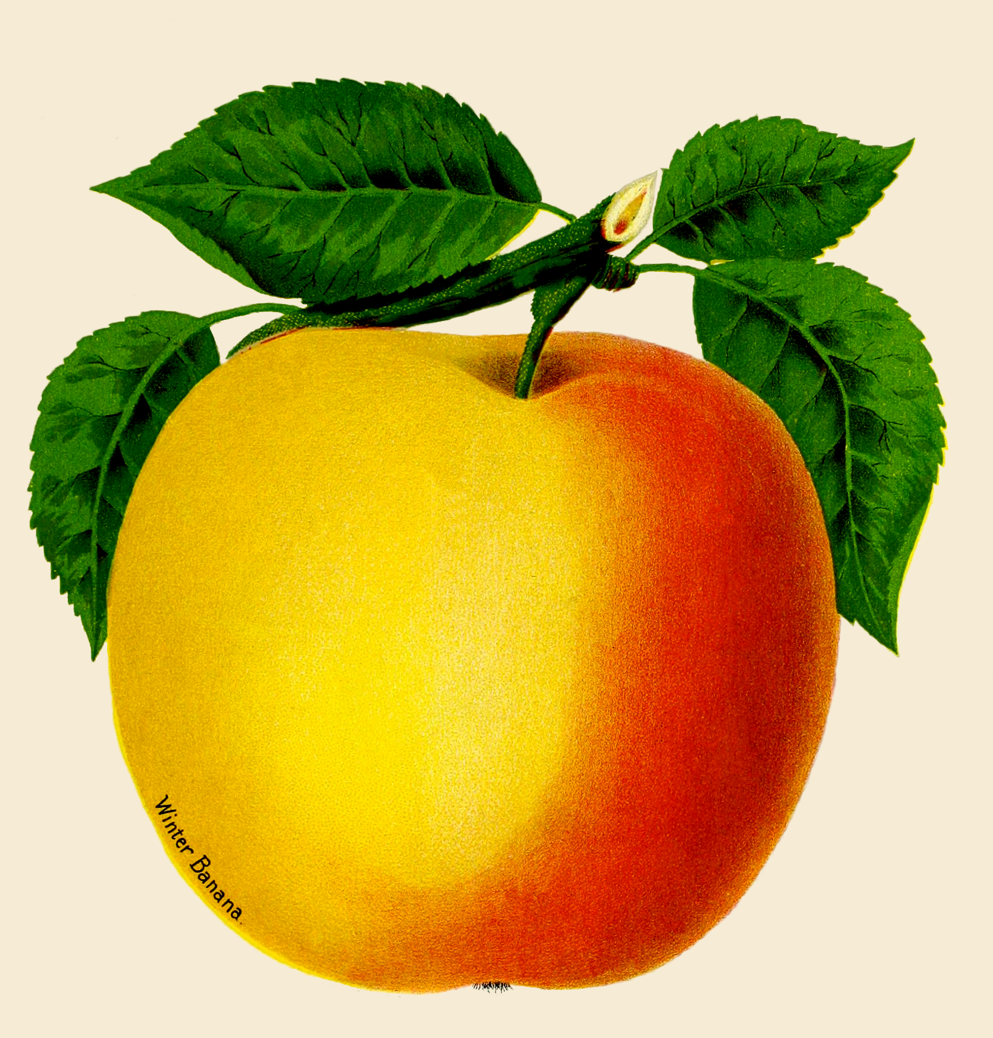 2048x2139 beautiful yellow apple drawing - Yellow Drawings