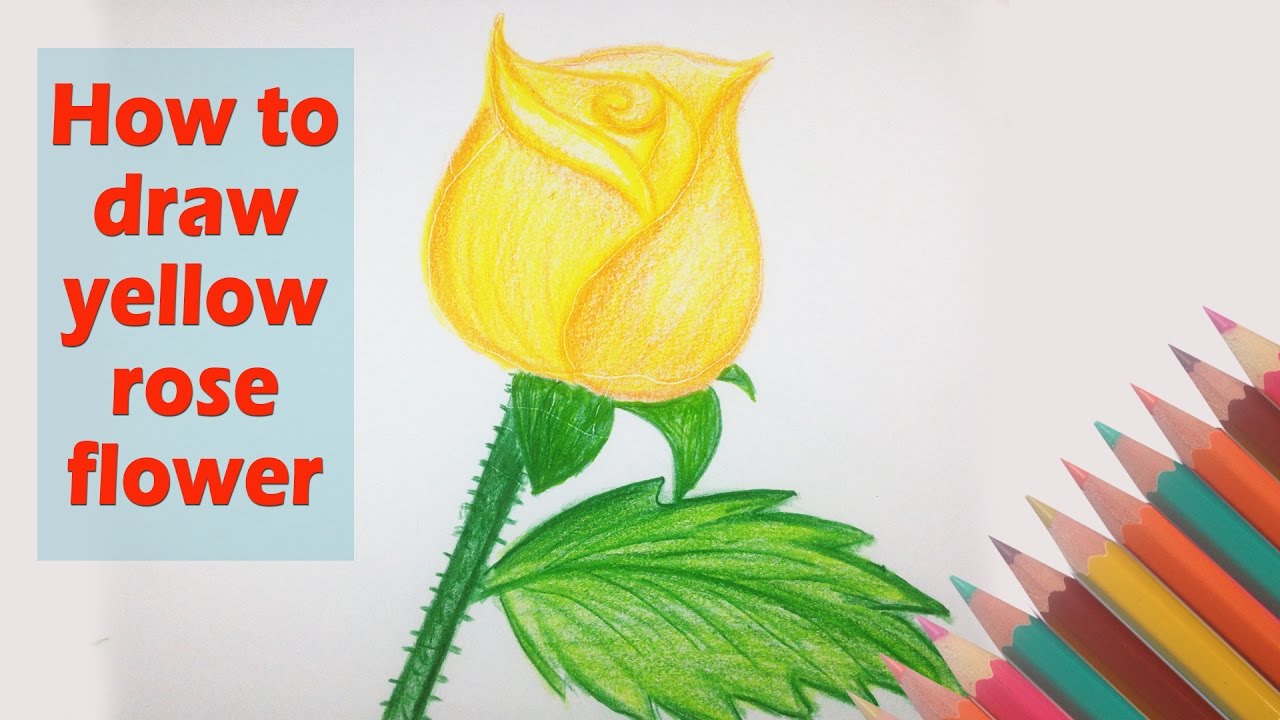 1280x720 how to draw yellow rose flower - Yellow Flower Drawing