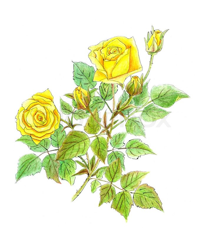 676x800 pencil drawing of yellow roses on white stock photo colourbox - Yellow Flower Drawing
