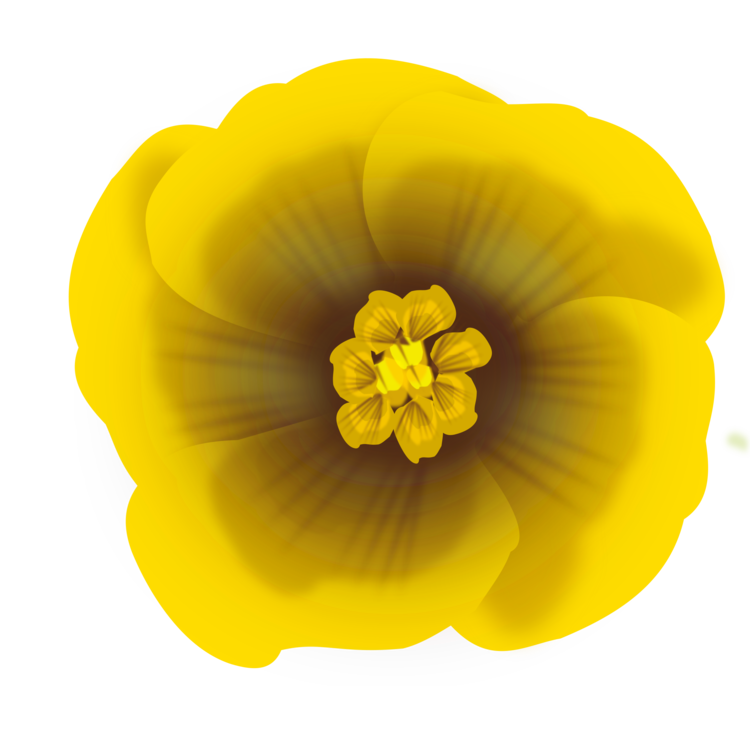 Yellow Flower Drawing at Explore collection of
