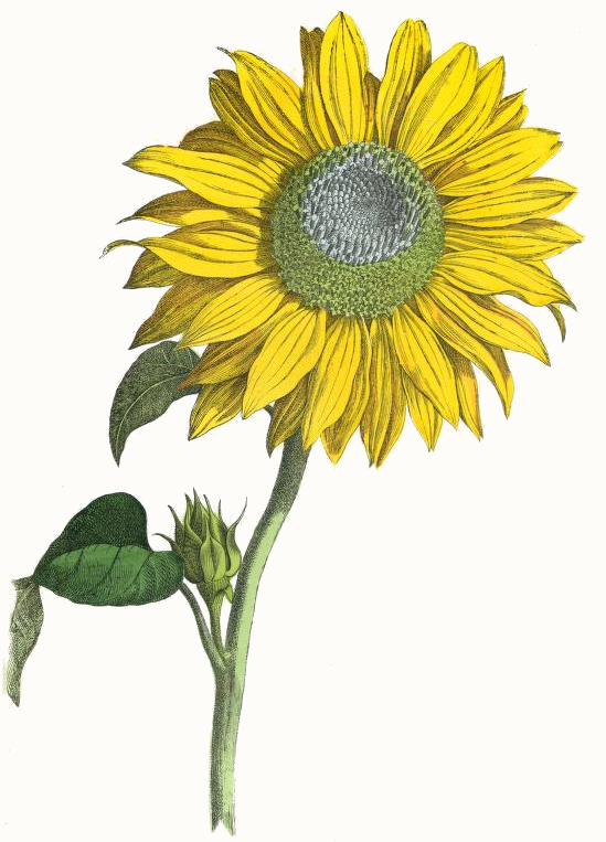 549x763 Giant Sunflower Drawing - Yellow Flower Drawing