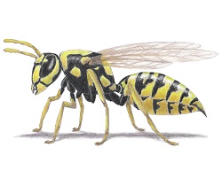 250x193 How To Draw A Bee - Yellow Jacket Drawing
