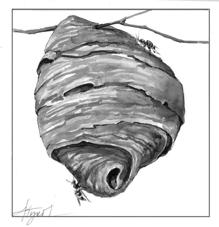 746x773 What's All The Buzz Make Way For Yellow Jackets The Outside Story - Yellow Jacket Drawing