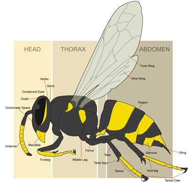 390x374 Yellow Jacket Facts - Yellow Jacket Drawing