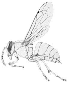 230x282 Yellowjackets - Yellow Jacket Drawing