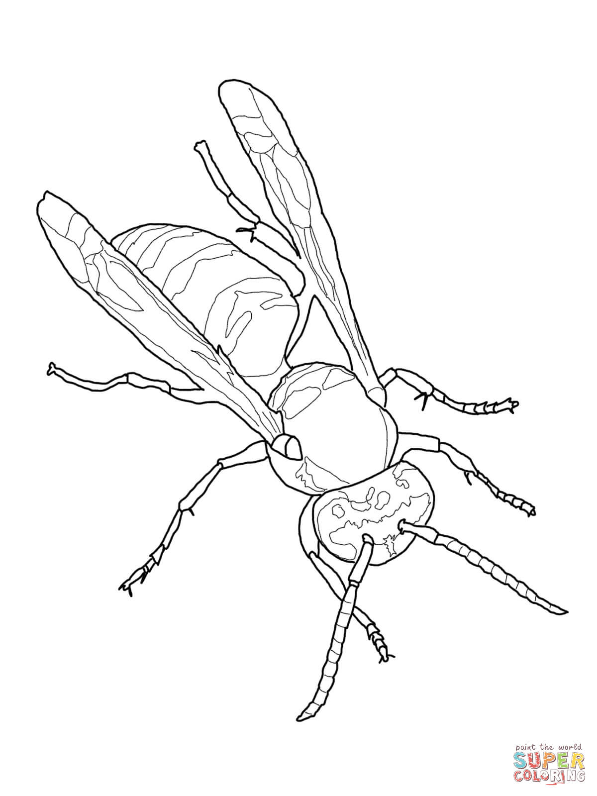 Yellow Jacket Drawing at Explore collection of